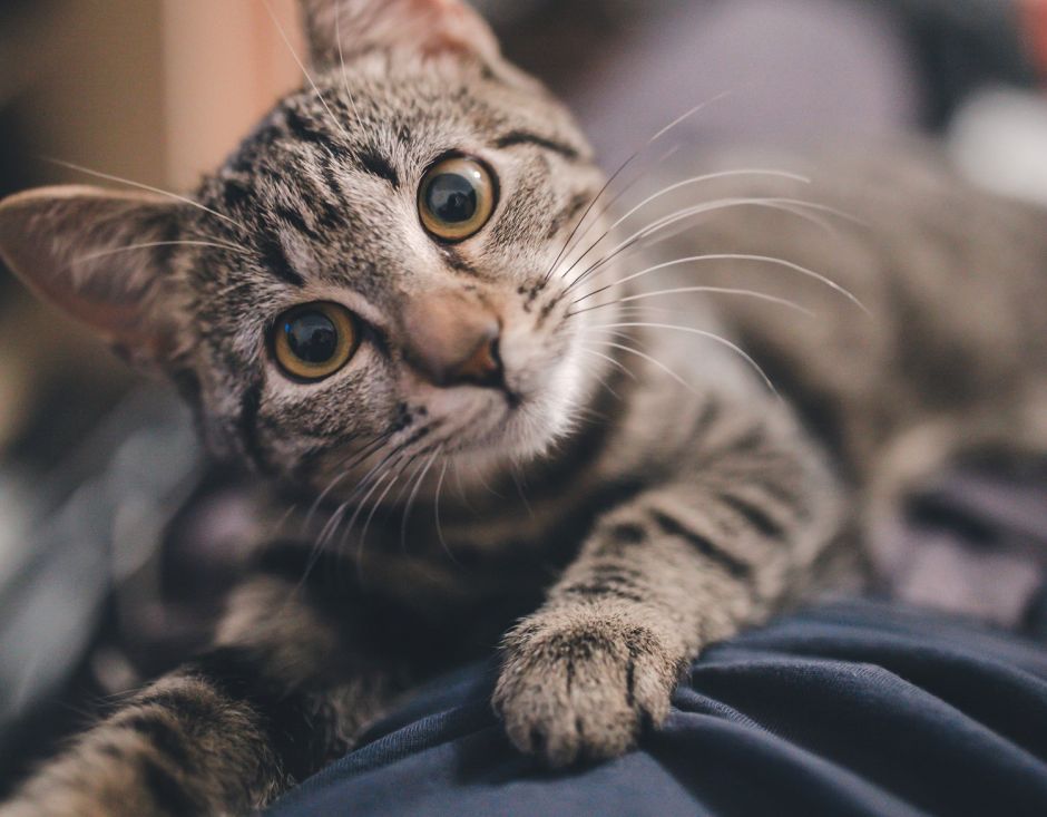 This is the way to communicate with your cat according to a scientific study | The NY Journal