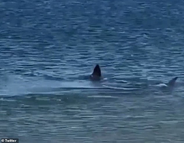 Wild moment great white shark tears apart seal in shallow water near the shore of Provincetown