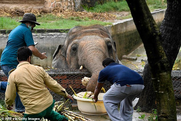 World’s loneliest elephant finally has a new home arranged for him
