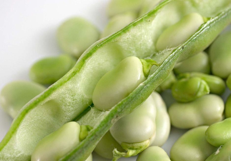 5 reasons why you should eat fava beans frequently | The NY Journal