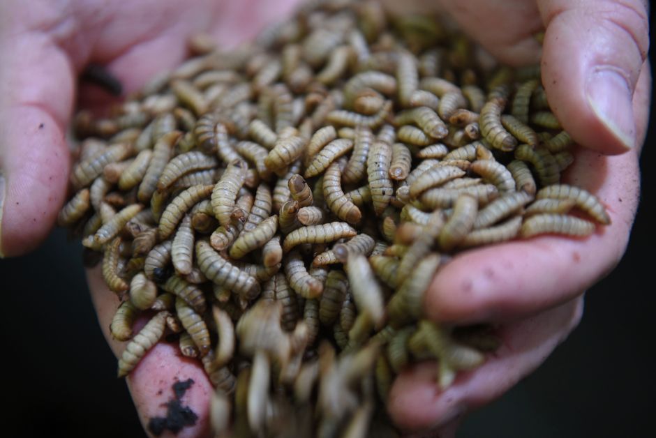 Purina to Offer Insect-Based Food for Dogs and Cats | The NY Journal