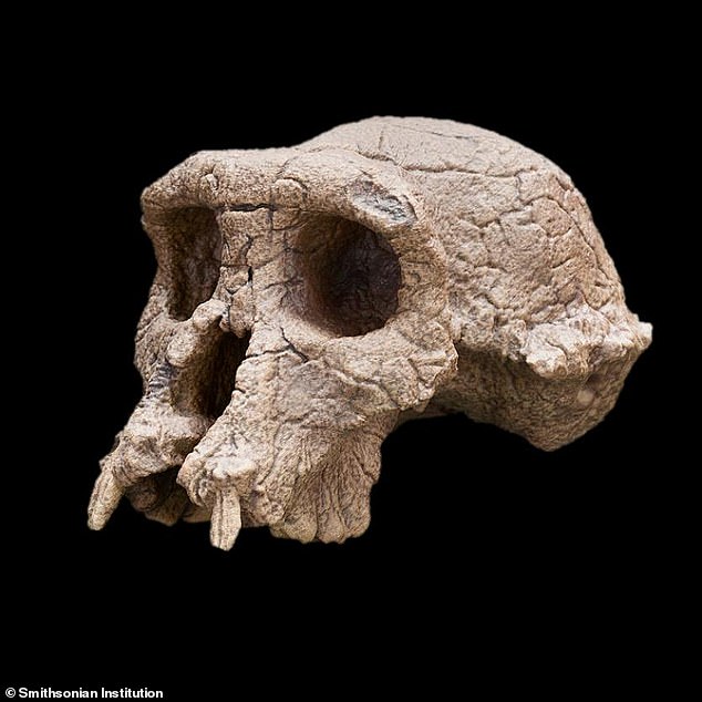 Brunet maintains the base of Tumai's skull shows it would have rested on an erect spine. But doubts about whether Sahelanthropus was bipedal have only grown with the release of a new report suggesting the creature's femur shows it walked on all fours, like an ape