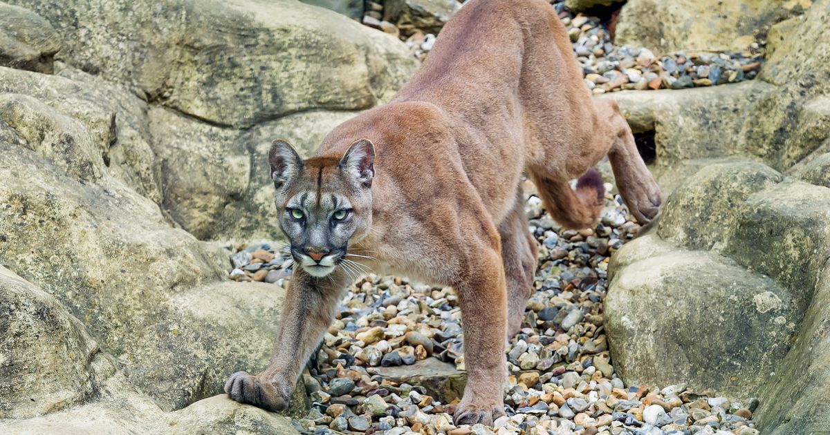 I’m A Celeb Big Cat attack fears as sheep killed near filming site in Wales