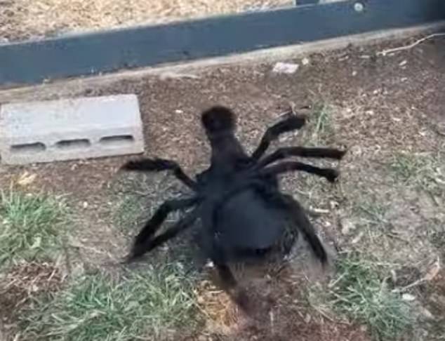 Black rooster named Elvis runs around yard in eight-legged HALLOWEEN costume