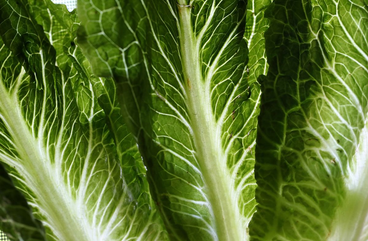 Dole recalls romaine lettuce in 15 states for possible E. coli contamination. | The State