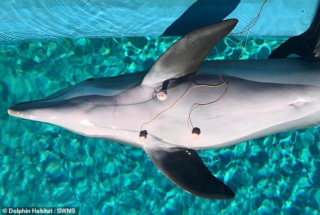 Dolphins avoid getting ‘the bends’ when diving underwater by lowering their heart rates