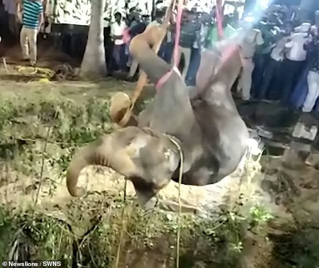 Elephant is successfully hauled out of a well in India after 14-hour rescue operation 