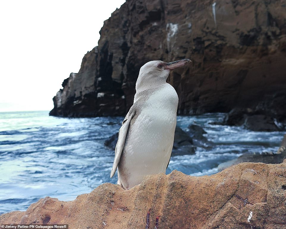 Extremely rare WHITE penguin is spotted on the Galapagos Islands