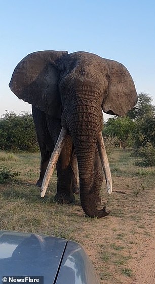Ezulwini the friendly elephant scrapes a safari car with his tusks