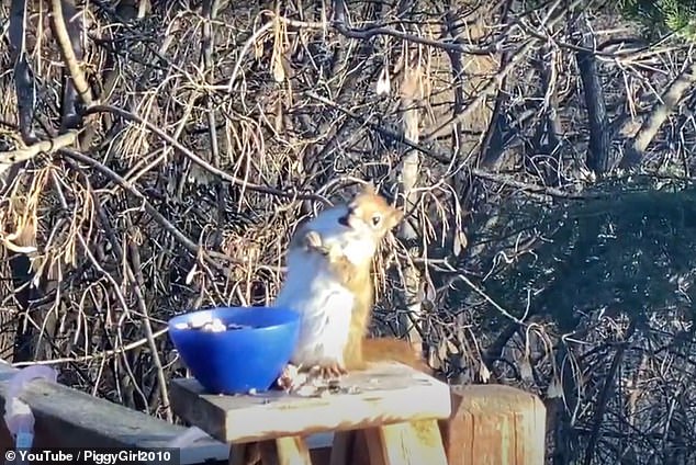 Feeling nutty! Squirrel gets drunk while eating fermented pears left outside a home in Minnesota 