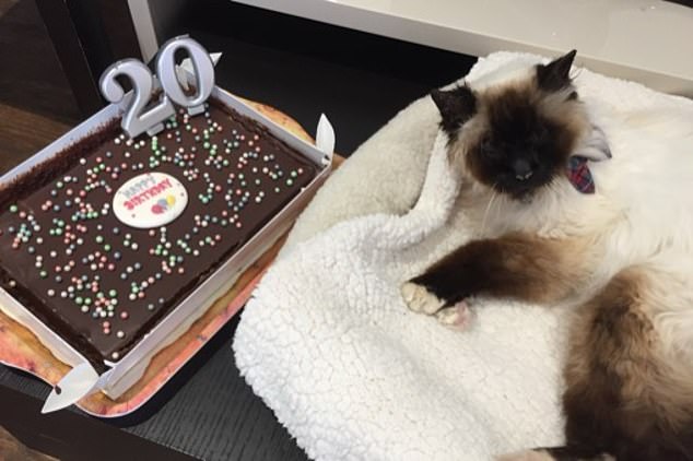 Hughie the blind, deaf and autistic cat celebrates his 20th birthday