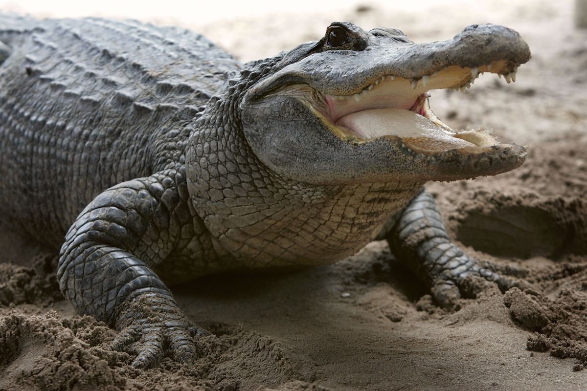 Man jumps into pond to rescue cub from alligator jaws | The State