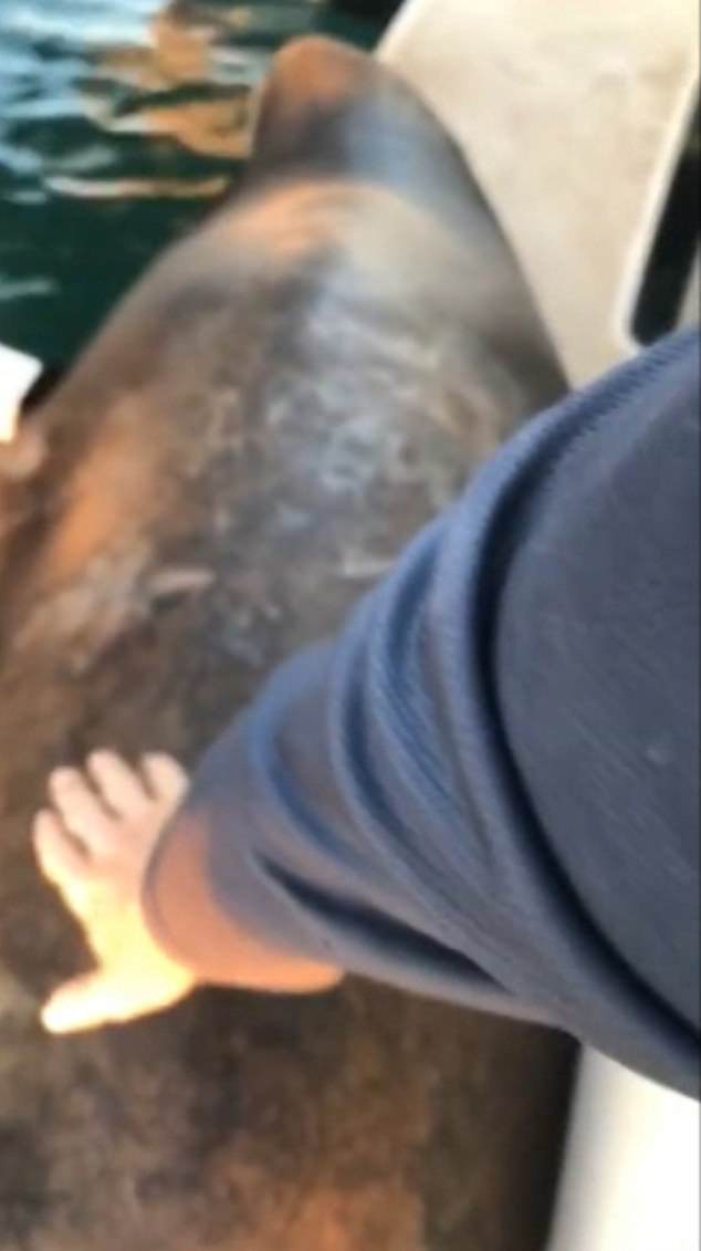 Moment man wakes up a sleeping sea lion and gets a very angry response 