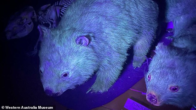 Scientists discover wombats glow in the dark due to biofluorescent fur