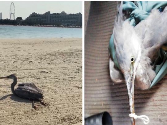 Sheikh Mohammed lauds effort by journalist, Dubai Municipality in rescuing a bird in Dubai