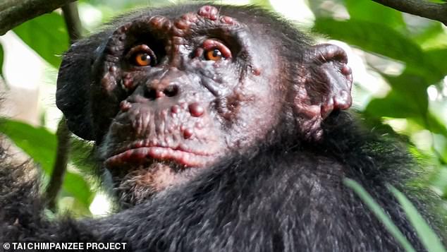 Wild chimps found to be infected with leprosy for the first time 