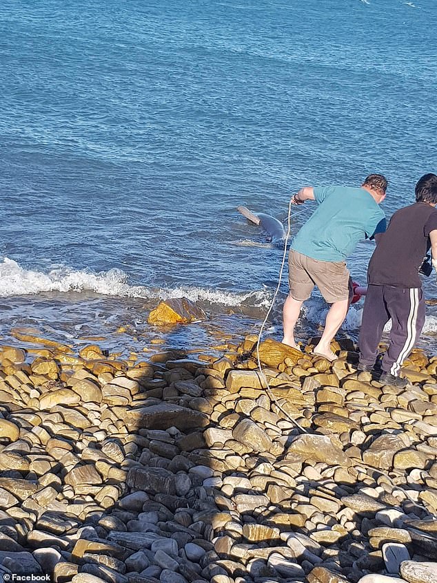 Another photo appears to show two men on the rocks hauling the animal into the shore