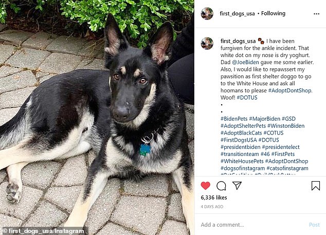 The Instagram account for Biden's pooches revealed Major has been forgiven for the accident