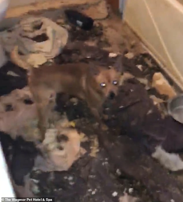 House of Horrors: In the bathroom of the Bakersfield home Wagmor Pets staffers found the floor covered in garbage and dirty and dogs barking walking around in the filth