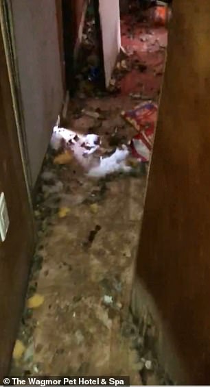 House of horrors: The trailer on the property was completely covered with garbage and dog feces creating squalid conditions for the animals to grow up in