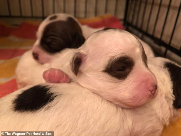 Several young puppies who were rescued from the home pictured above