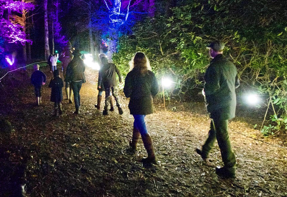 The two groups were visiting Luminate, a Christmas-themed woodland walk at the Queen’s Sandringham estate in Norfolk. Pictured from left: Prince George next to Princess Charlotte, with Princes William and Louis just ahead. Behind them are Kate, Sophie Wessex and Viscount Severn. Bringing up the rear are Lady Louise and Prince Edward