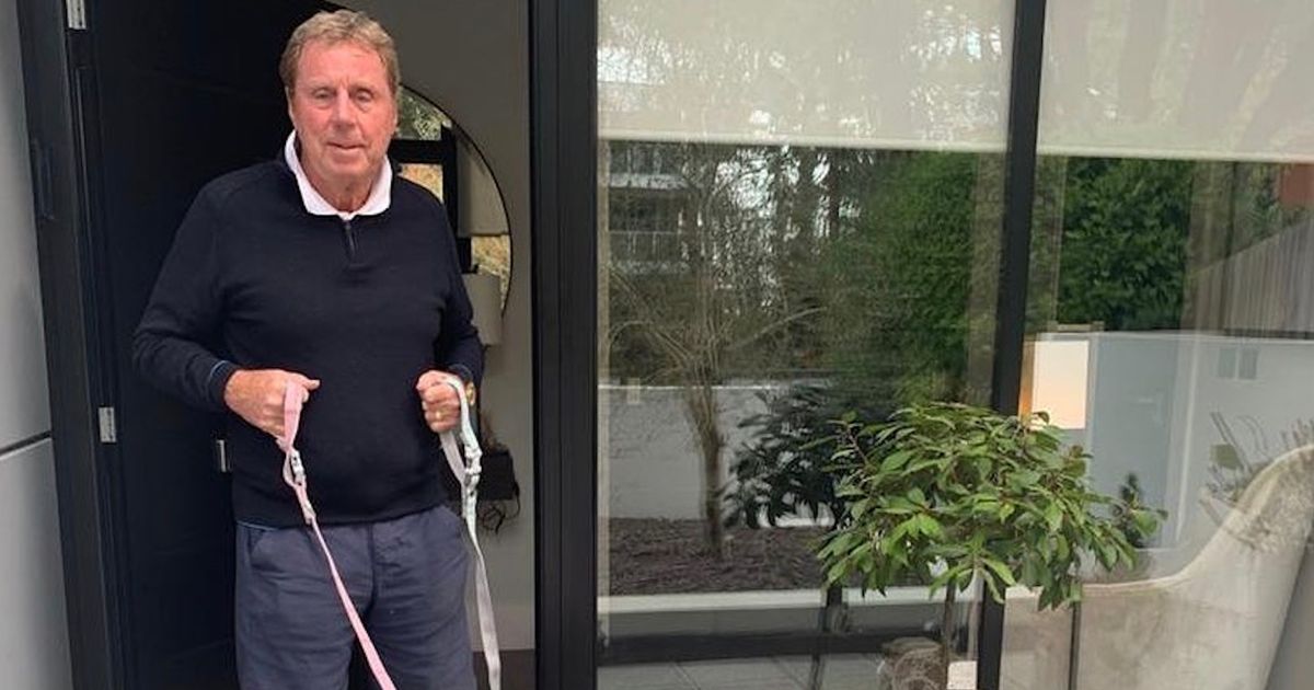 Harry Redknapp’s heartache as his 11-year-old dog Lulu dies before Christmas