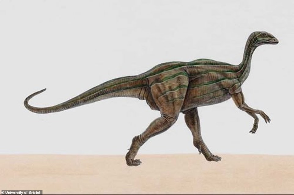 Dinosaur brain scan reveals how dog-sized ancestor of the diplodocus ran on two legs