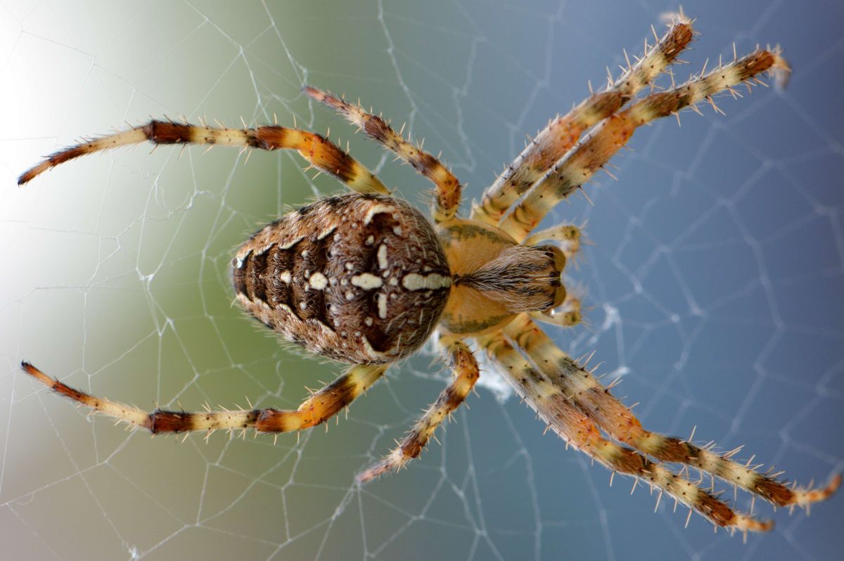 Giant spider the size of a face is viral in social networks | The State