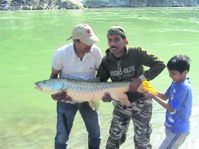 Golden Mahseer saved from extinction in HP