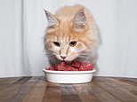 Health: Cat owners may have caught TB from their pets after feeding them infected venison