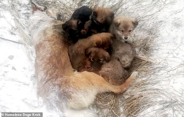 Orphaned puppies are found clinging to mother’s body in Russia
