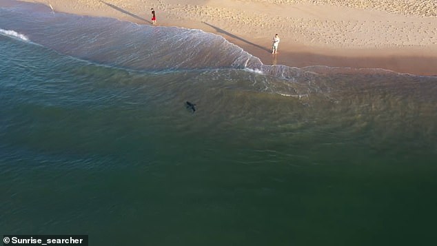 Port Stephens footage of a two-metre great white shark inches from beach shoreline
