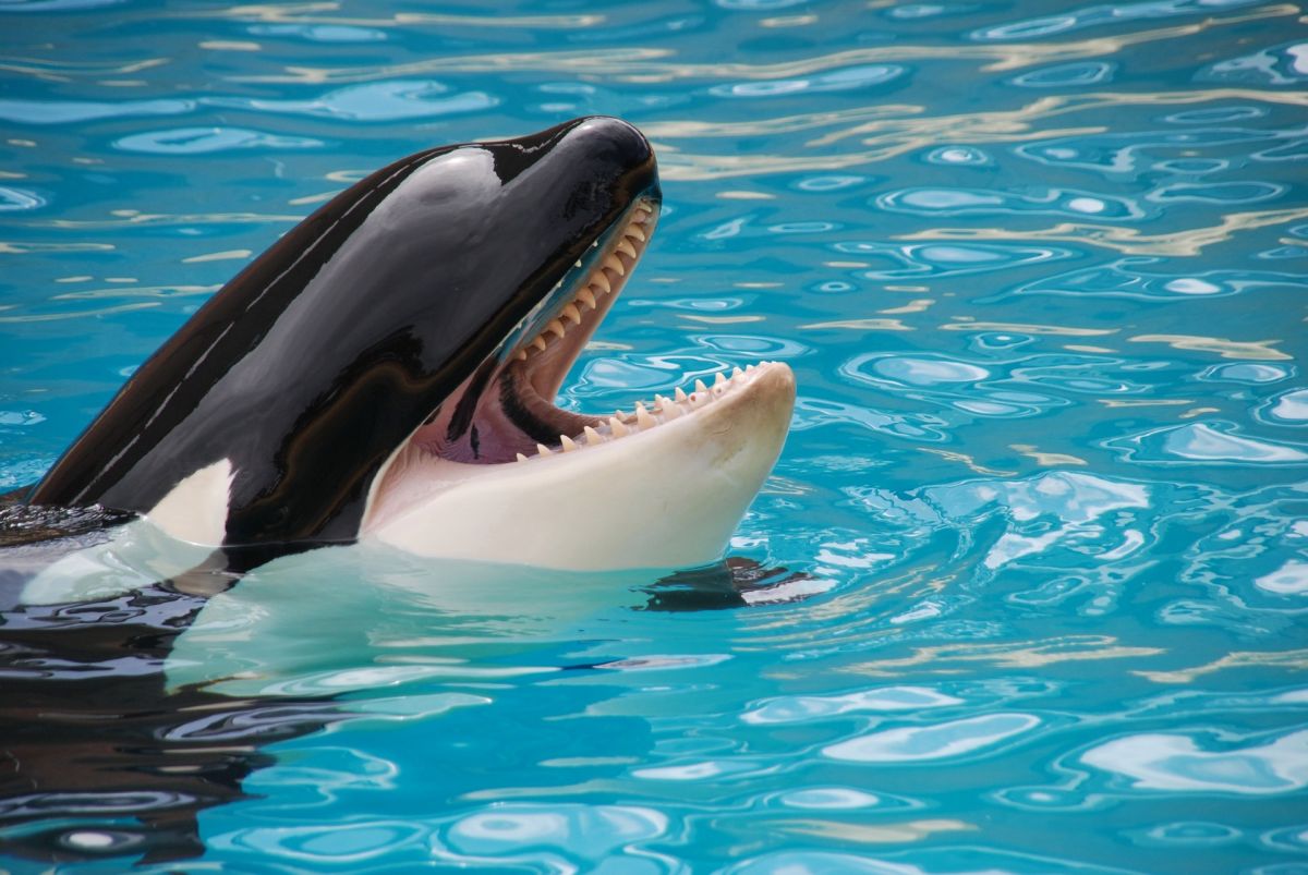 The Story of the Animal Trainer Who Died from a Killer Whale Attack at Christmas | The State