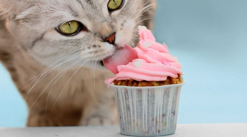 15 people got coronavirus after attending a cat’s birthday party | The State