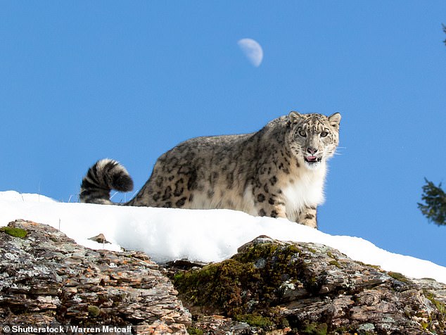 Scientists estimated there may only be between 3,920 and 6,390 snow leopards left in the wild around the world. China is thought to be home to more than half of them (file photo)