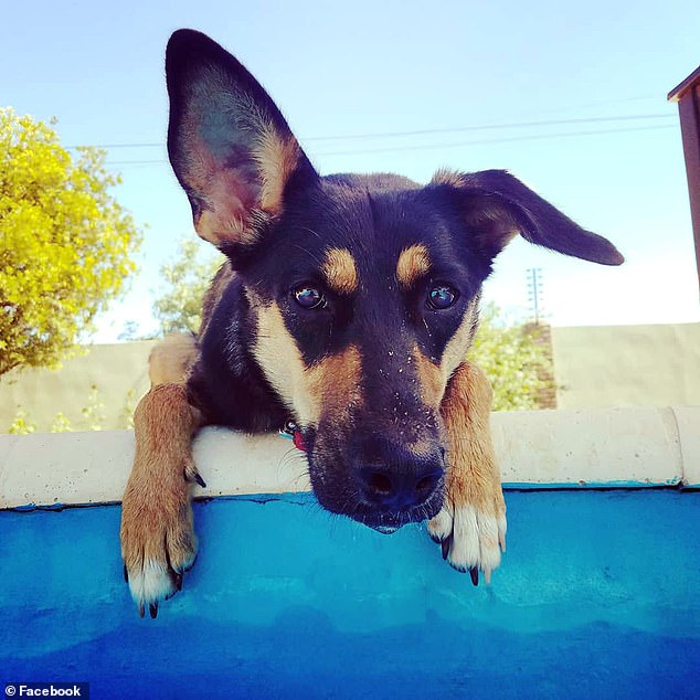 The Argentine family said it rescued Caipirinha after the dog was abandoned by its owners at a gas station in Brazil, where they had been vacationing and decided to bring her back to their home