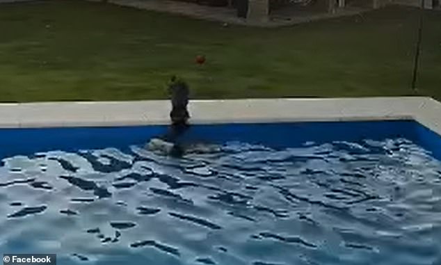 Caipirinha reached into the pool in an attempt to assist Luna in hopping out after a camera captured the moment she accidentally fell into the pool