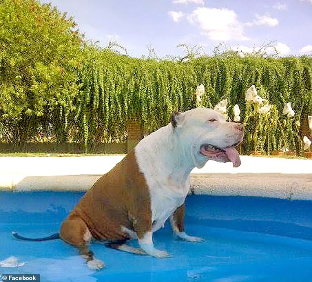 Julieta Firpo said her 14-year-old pit bull, Luna, is deaf and blind and recently became 'disoriented,' which perhaps could have been the reason why she fell into the family pool