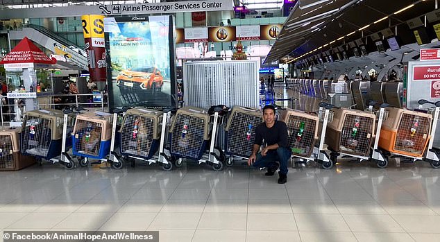 The Facebook post still online shows Ching posing with eight dog cages in an airport (above) writing alongside it: 'To hope, and to healing. We are coming home. #MarcChing and eight #DogsFromTheMeatTrade'