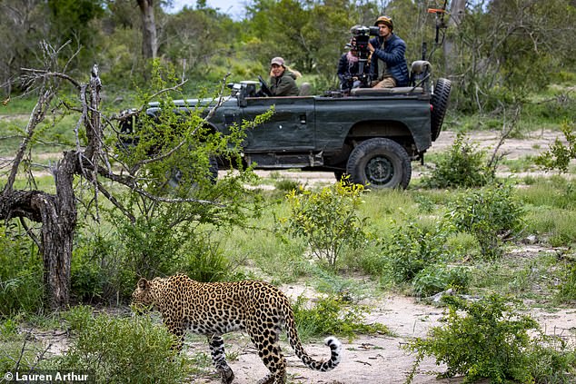 Filming leopards in South Africa. Lauren has countless stories of rushing to an animal's help on the job