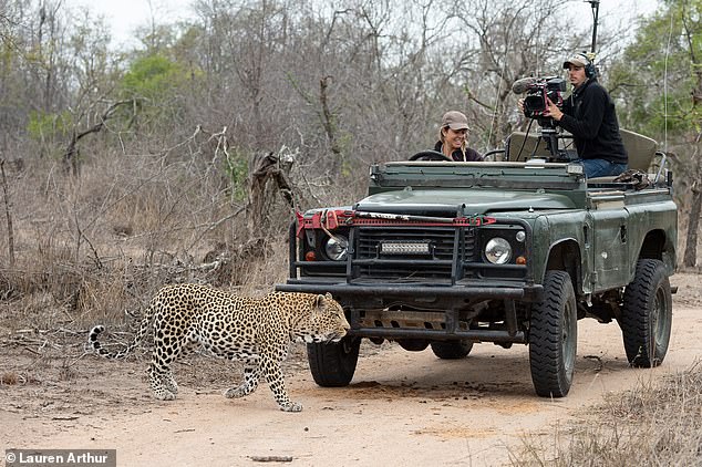 Leopards in South Africa. Lauren said she hoped to inspire other women to join a career in conservation