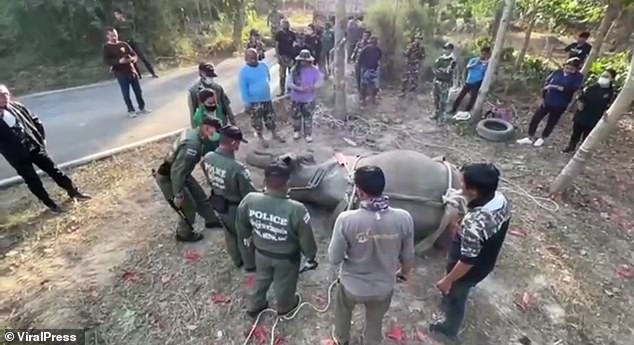 A spokesman for the wildlife park said the elephant was being taken for emergency treatment to stop sudden swelling in its leg when it fell into critical condition and died