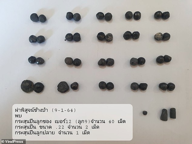 The elephant had been shot twice under the eyes, three times on the front leg, twice on the ribs, and 38 times across its face and body. Pictured: Bullets retrieved from the animal's body