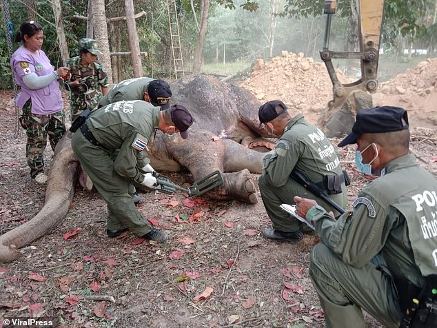 After its death, police from examined the dead elephant with a metal detector to check for any further bullet cases