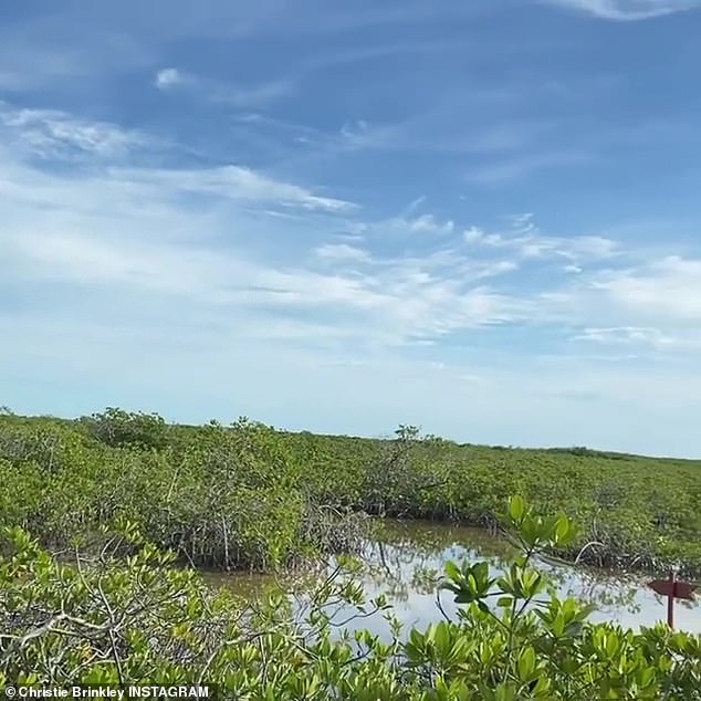 Lovely view in the sun: The supermodel was in a mangrove, which is tropical vegetation in coastal sea water