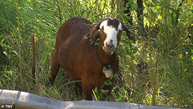 The white-faced goat (pictured) casually ate some grass as the man was treated by medics, seemingly unaware of the havoc he had caused