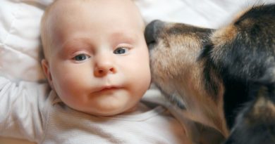 4-month-old baby was crushed by his dog | The State