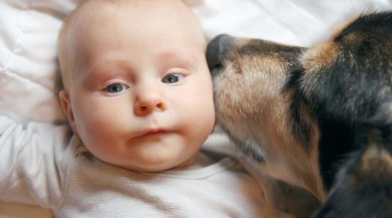 4-month-old baby was crushed by his dog | The State