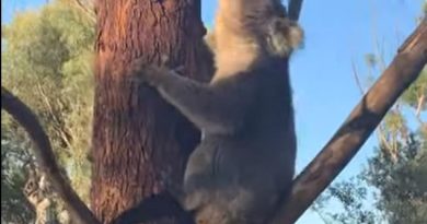Adelaide: Male koala lets loose with a disturbing mating call in South Australia